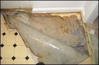 mold.jpg
